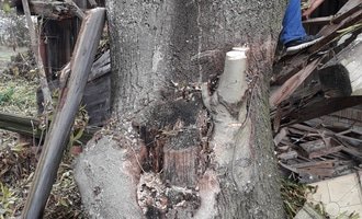 Kácení rizikového stromu - stav před realizací
