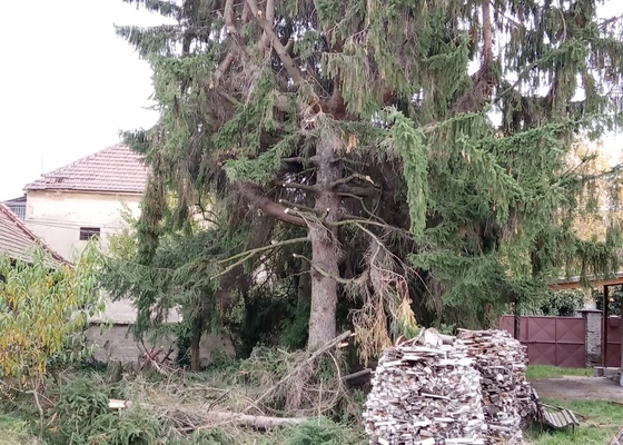 Rizikové kácení stromů u domu