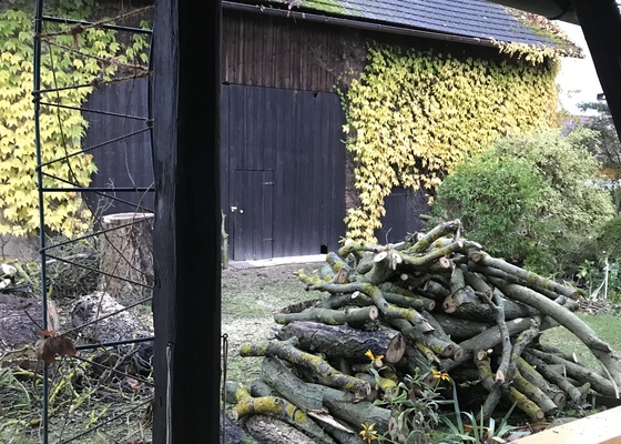 Zkácení vzrostlého ořešáku a třešně v zahrade