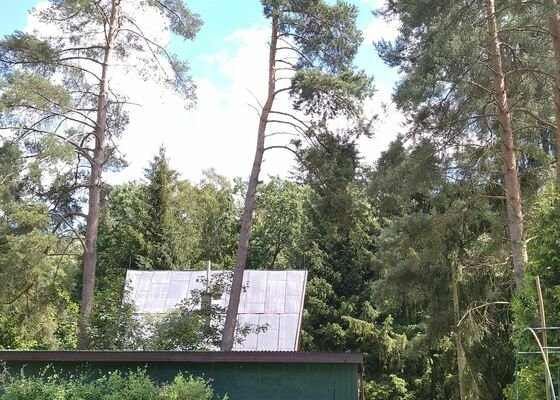 Rizikové pokácení  borovice, Vranov u Stříbra