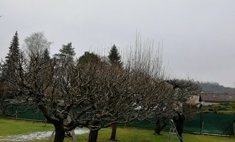 Prořezání ovocných stromů