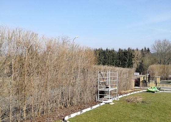 Prořez stromů,sestřihání živého plotu - sibiřský jilm.cca 100 ks.