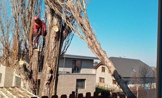 Pokácení a úklid stromu