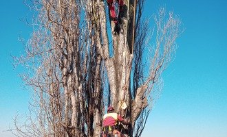 Pokácení a úklid stromu